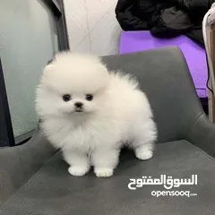  1 Pomeranian  Puppy