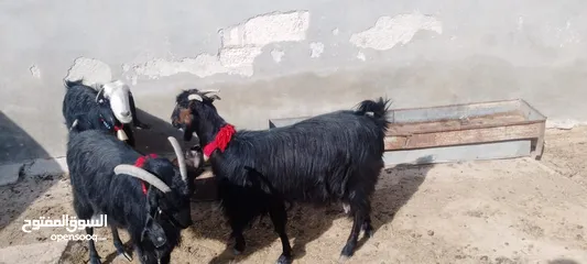  3 4معزا كفالة حليب 3خمسيات وحده جميع