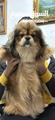  2 بكنيز بيور pekingese بيكينيز