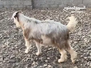  2 شاه من حلال الرحوب