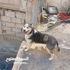  4 اناثي هاسكي