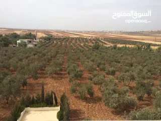  3 للبيع: مزرعة زيتون استثنائية مع منزل واسع مكوّن من 4 طوابق