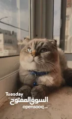  1 سكوتش فولد