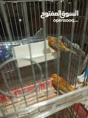  1 جوزين كنار للبيع  ما شاء الله عليهم شغالات بصلاة على النبي