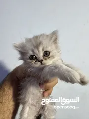  1 قطط للبيع شانشيلا