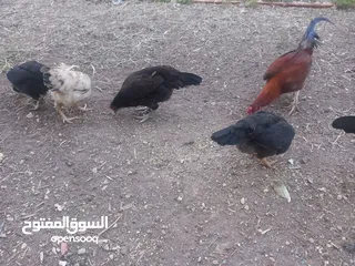  4 دجاج بلدي للبيع