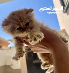  2 قطط للبيع بنغازي