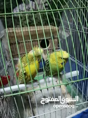  12 كوم عصافير للبيع