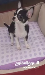  15 Chihuahua puppies