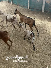  1 غنم صلاليات