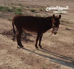  1 حمار البيع