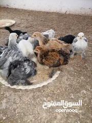  5 صيصان براهمي. بف