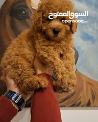  3 toy poodle T_cup now in Jordan  توي بودل تيكب بجميع الأوراق والثبوتيات والجواز والمايكرتشيب من روسيا