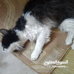  2 قطه ذكر نوع بيرشن اليف ترب
