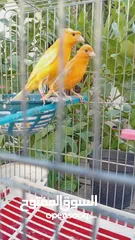 2 جوزين كنارللبيع أهالي اخذت من كل جوز بطن