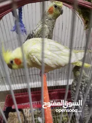  20 عصافير كوكتيل للبيع حبات جامبو ونضيفه