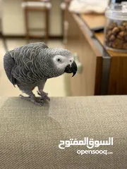  2 بغبغاء كاسكو