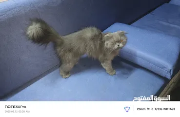  1 قط سكوتش للبيع