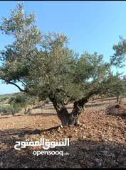  1 ارض للبيع في كوبر