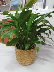  1 indoor plants for sale..good quality