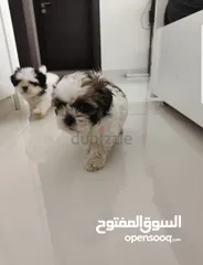  1 Shihzt pure puppies 2 months old