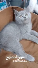  3 British Shorthair