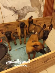  5 كلاب بالجيم مالينو