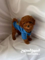 2 Toy poodle puppies for free adoption.