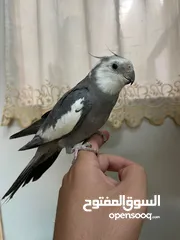  2 ذكر وايت فيس اليف