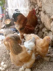  1 بيض دجاج براهما