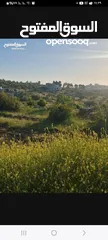  1 ارض للبيع في ديرابزيع 10دونم مفروزه كل د نم كوشان سعر ادونم 40الف دينار