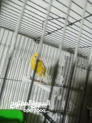  4 متاح طيره بندوقة جاهزه على الفحل عطول الهاشمي الشمالي