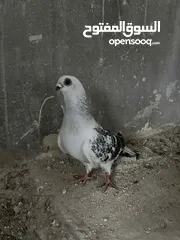 2 جوز بواز للبيع