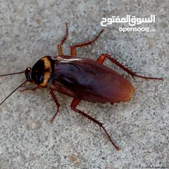  2 مكافحة جميع أنواع الحشرات بمكه تنظيف الكنب والسجاد والستائر بالبخار  تنظيف وتعقيم الخزانات