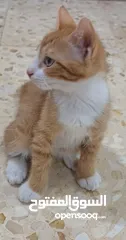  4 قطط للتبني