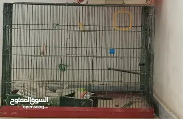  1 مطير تفصيل ثقيل