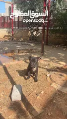  8 بيتبول بلاك نوز جروتين pitbull black nose puppies