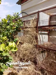  1 بيع اقفاص وحاضنات،،،لتربية الطيور،،بسعر محروووق