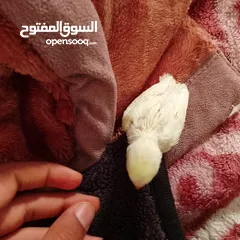  3 بركديلو روز لاتينو عين حمره عشاق توريض