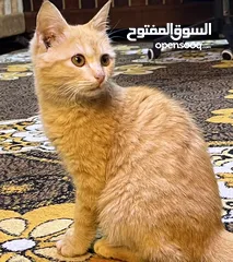  16 قطط زينة للبيع