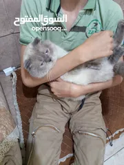  3 قط سيامي سكوتش فولد متعود ع الليتر بوكس معه بيت