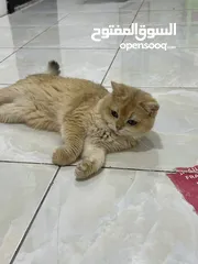  3 قطتان جميلتان تبحثان عن بيت دافئ  Two lovely cats looking for a loving home