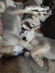  5 هاسكي مبندق العمر اقل من شهرين