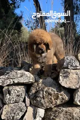  2 tibetan masstif puppies تيبتيان ماستيف