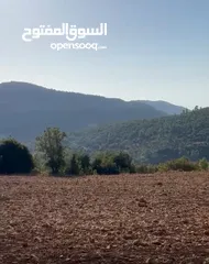  1 ارض مفروزه محاطة ب شاليهات و غابات