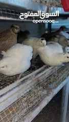  2 يوجد لدينا فر بي سعر 7 شيكل