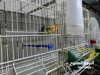  19 طيور كنار للبيع