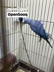  1 للبيع متوة