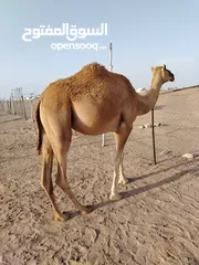  4 بكره لجيه للبيع سمين مطعومه