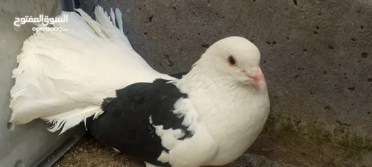  1 حمام للبيع هزاز كلو شغال